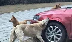 爆料二驴出车祸了吗最新消息,紧急通报，情况如何？”